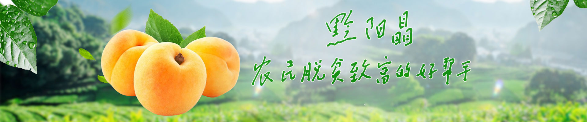 洪江市禹甜科技有限公司_黔陽(yáng)瞐_農(nóng)產(chǎn)品的批發(fā)零售